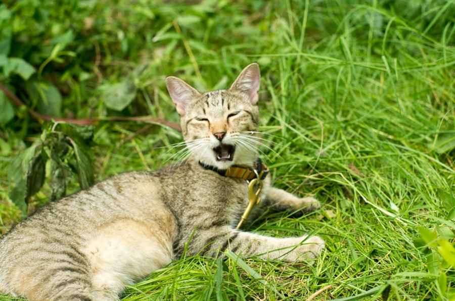 Top 10 Dog Training Tips Every Pet Owner Should Know