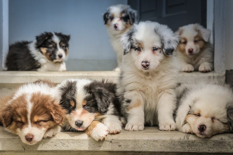 how to take care of a puppy