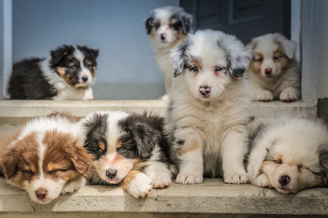 How to Take Care of a Puppy: Essential Tips for New Pet Owners