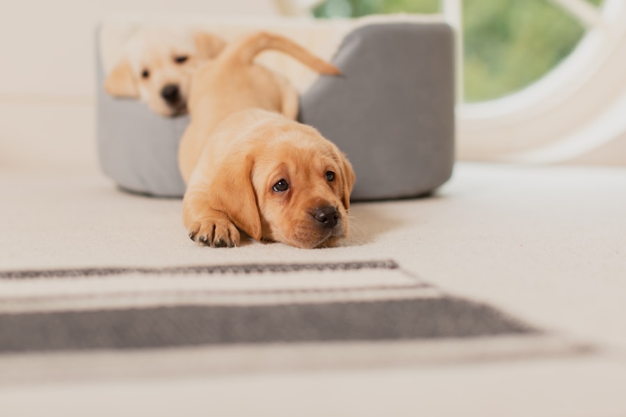Pawsitively Perfect: The Best Methods for Dog Potty Training